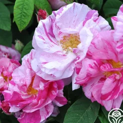 Rosa Mundi
