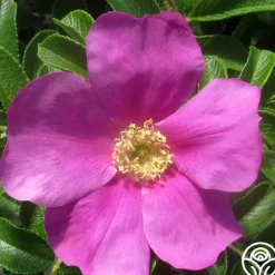 Rosa Rugosa