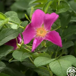 Rosa Rugosa
