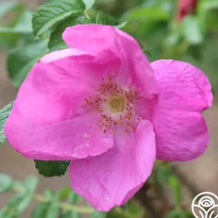 Rosa Rugosa Rubra