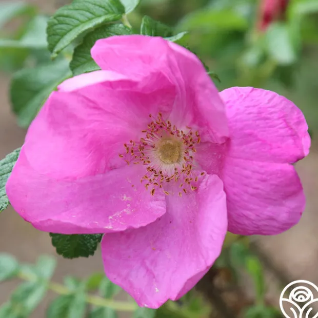 Rosa Rugosa Rubra