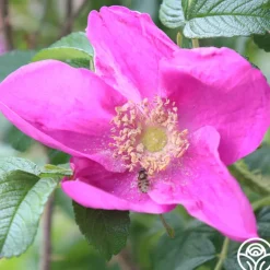 Rosa Rugosa Rubra
