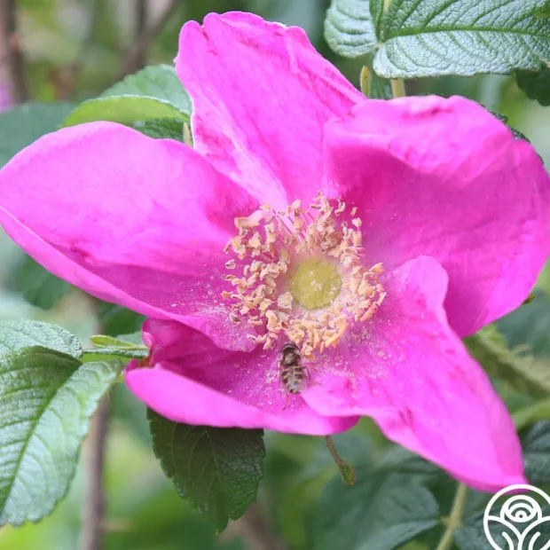 Rosa Rugosa Rubra