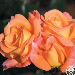 Rosemary Harkness™