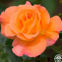 Rosemary Harkness™