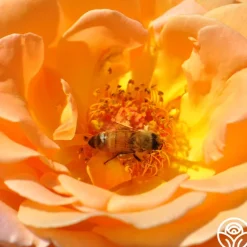 Rosemary Harkness™