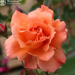 Shade-Tolerant Collection