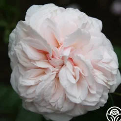 Souvenir de La Malmaison