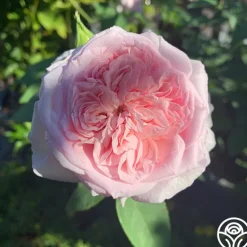 Souvenir de La Malmaison