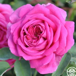 Souvenir du Président Lincoln