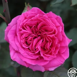 Souvenir du Président Lincoln