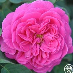 Souvenir du Président Lincoln