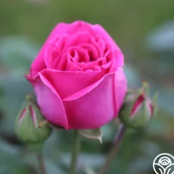 Souvenir du Président Lincoln