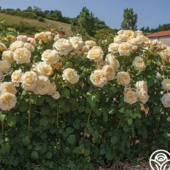 Spring Color Bouquet Collection II