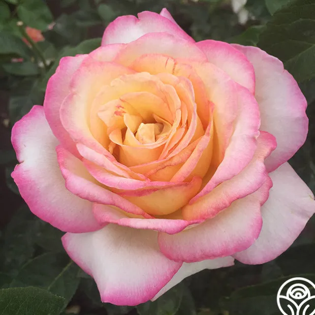 Spring Color Bouquet Collection II