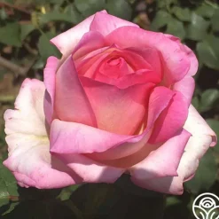 Star-Crossed Lovers™