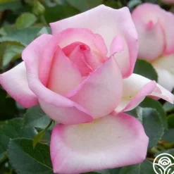 Star-Crossed Lovers™