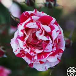 Stars 'n' Stripes Forever™