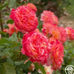 Sunbelt® Crazy Love™