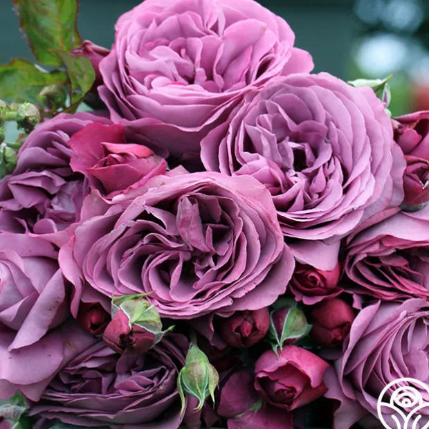 Sunbelt® Plum Perfect