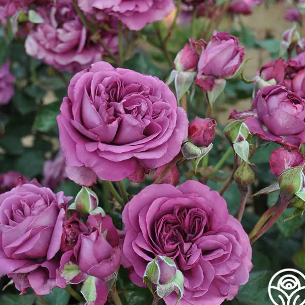 Sunbelt® Plum Perfect