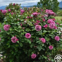 Sunbelt® Plum Perfect