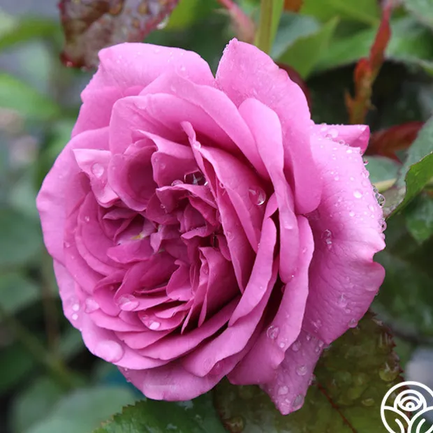 Sunbelt® Plum Perfect