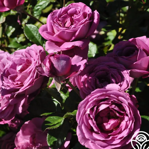 Sunbelt® Plum Perfect