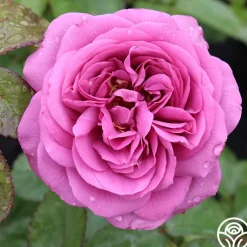 Sunbelt® Plum Perfect