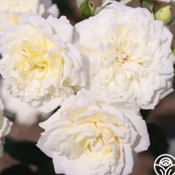 Sunbelt® Polar Express