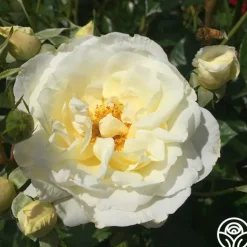 Sunbelt® Polar Express