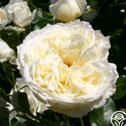 Sunbelt® Polar Express