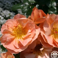 Sunbelt® Sierra Lady™