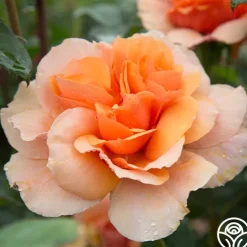 Sunbelt® Soul Sister™