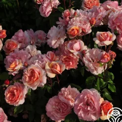 Sunbelt® Soul Sister™