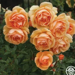 Sunbelt® South Africa®