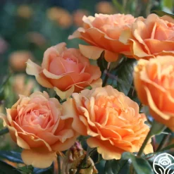 Sunbelt® South Africa®