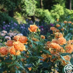 Sunbelt® South Africa®