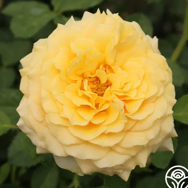 Sunbelt® Tupelo Honey™