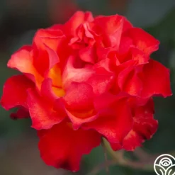 Sunrise At Heirloom™