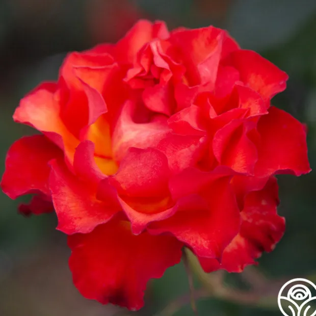 Sunrise At Heirloom™