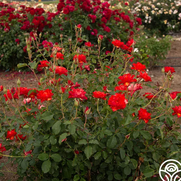 Sunrise At Heirloom™