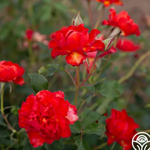 Sunrise At Heirloom™