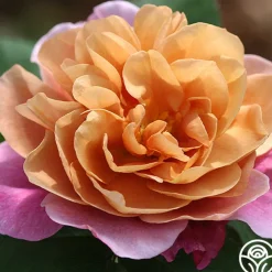 Sunset Tones Bouquet Collection