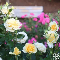 Sunshine Daydream™