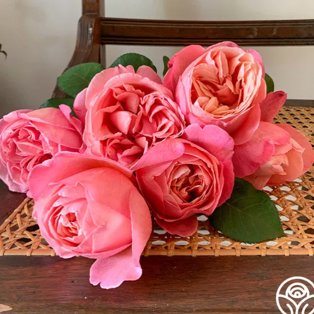 Sweet Mademoiselle™