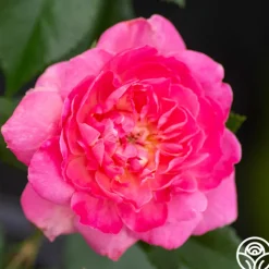 Tahitian Treasure™