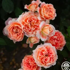 Tangerine Streams™