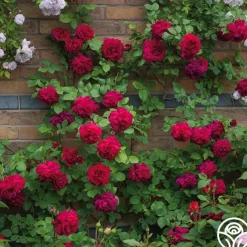 Tess of the d'Urbervilles®