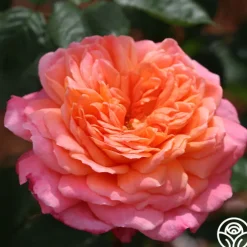 50th Anniversary Favorites Collection